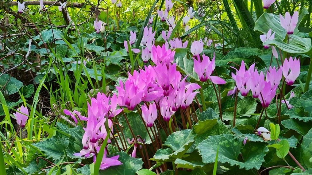 גבעת הרקפות